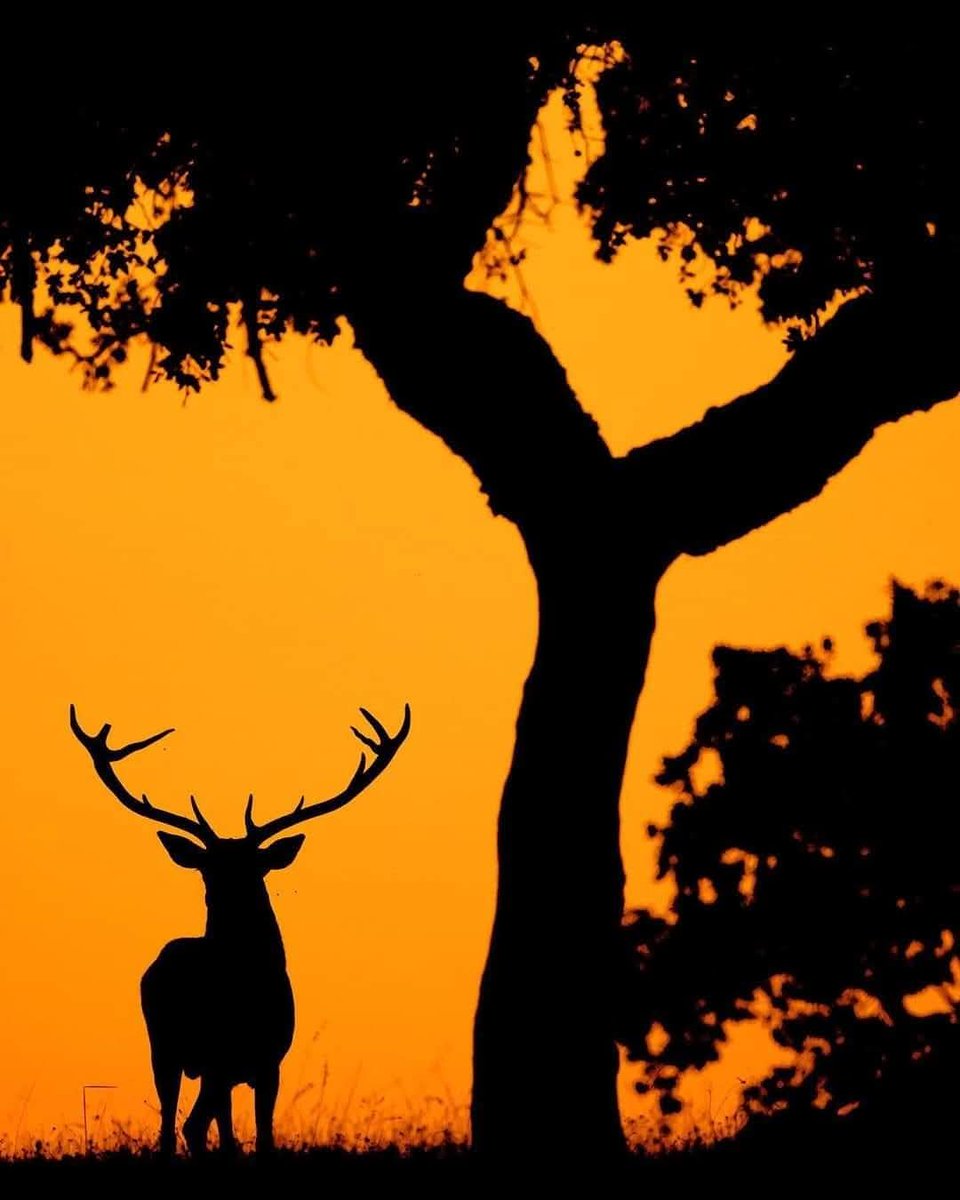 Si no están todos los animales el bosque no está completo #francishalleradio3 <a href="/BosqueHabitado/">El Bosque Habitado</a>