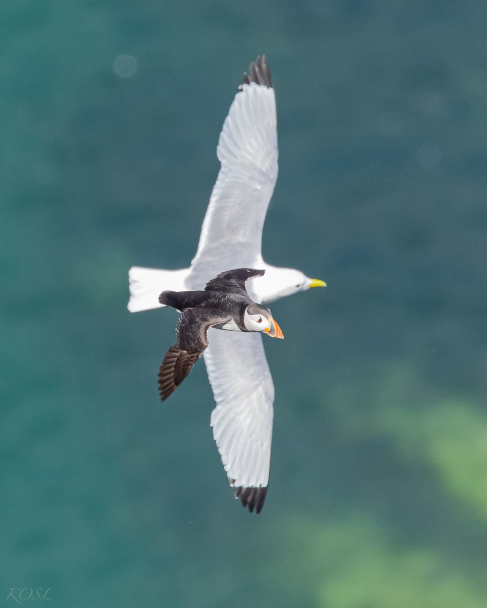 #SuperSeaBirdSinday <a href="/SteelySeabirder/">David Steel</a>
