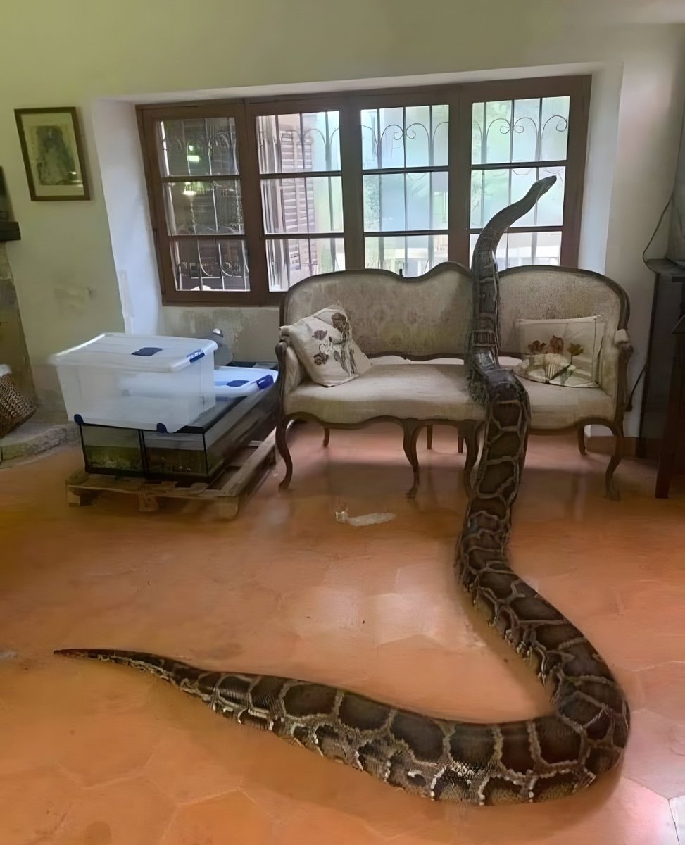 SolidKroket tweet media