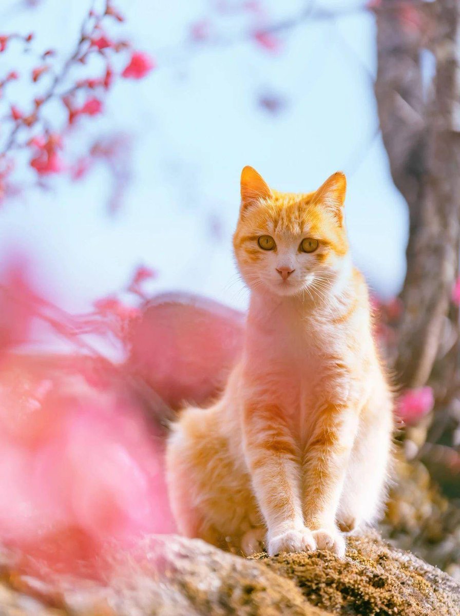 Pareshp11214746's tweet photo. 刚把衣柜里换季的卫衣叠得整整齐齐，转头撞见猫主子蜷在最顶层打盹——这“叠衣成果”，算是被它“盖章认证”了 https://t.co/gYUnKqxoiB