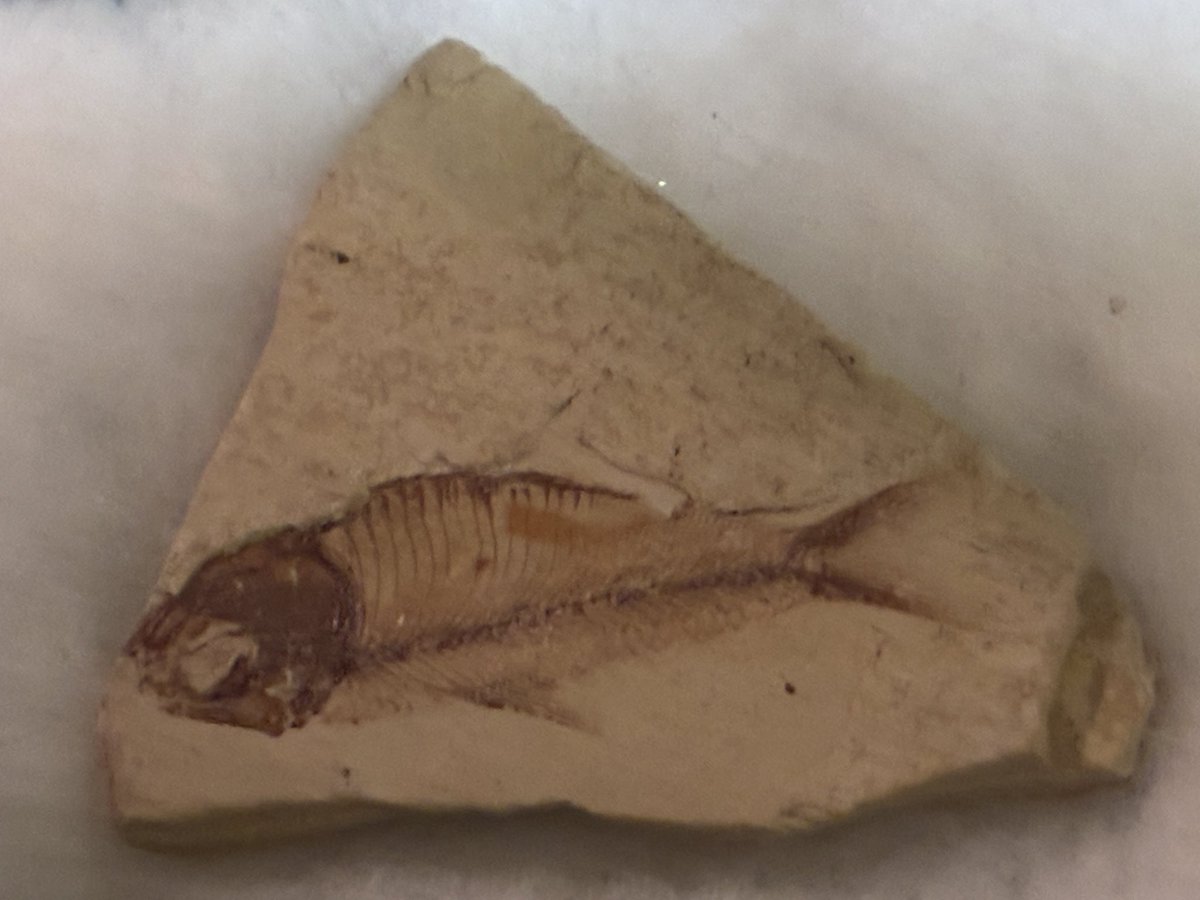 小魚の化石、こんな記載を見つけた。 始新世(約5千万年前)アメリカ