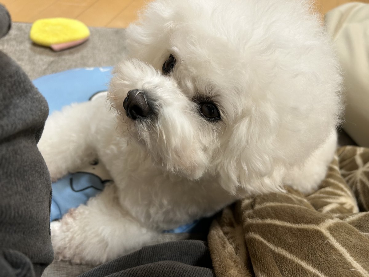 なでてくださいと要求してくる🐶