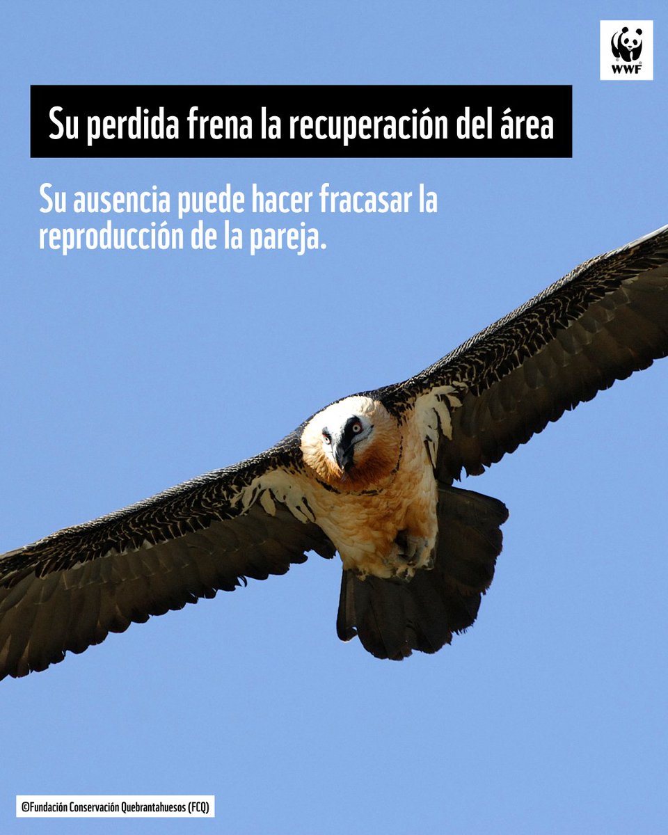WWF España 🐼 tweet media