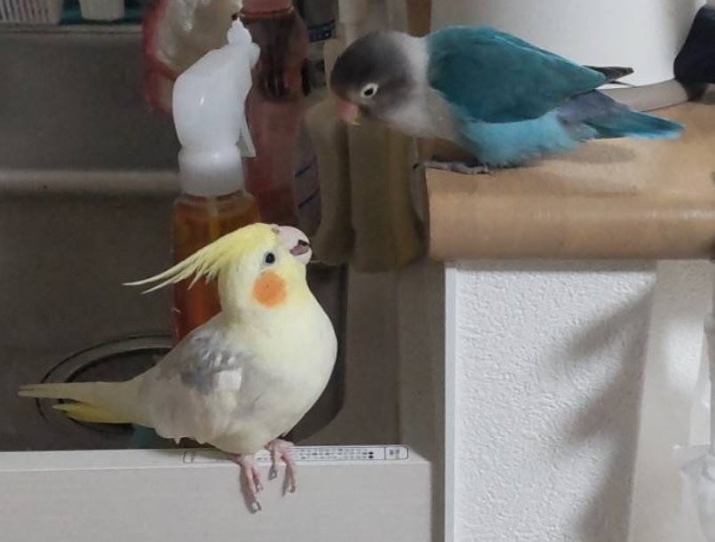 1羽飼い vs 居候の1羽飼い