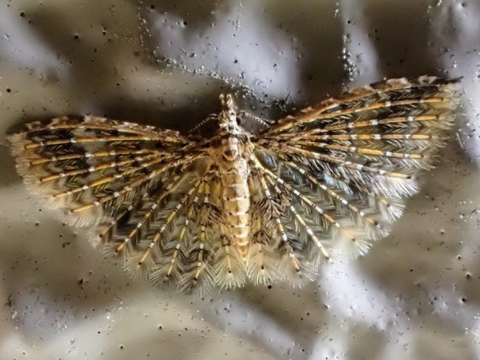 アキ 貴重 ウミアメンボ 標本 2匹 アキ様専用 貴重 ウミアメンボ 標本