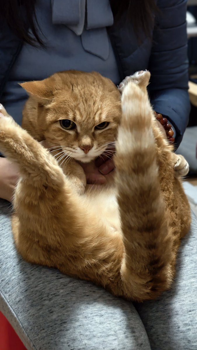 不乐意所以极度可爱