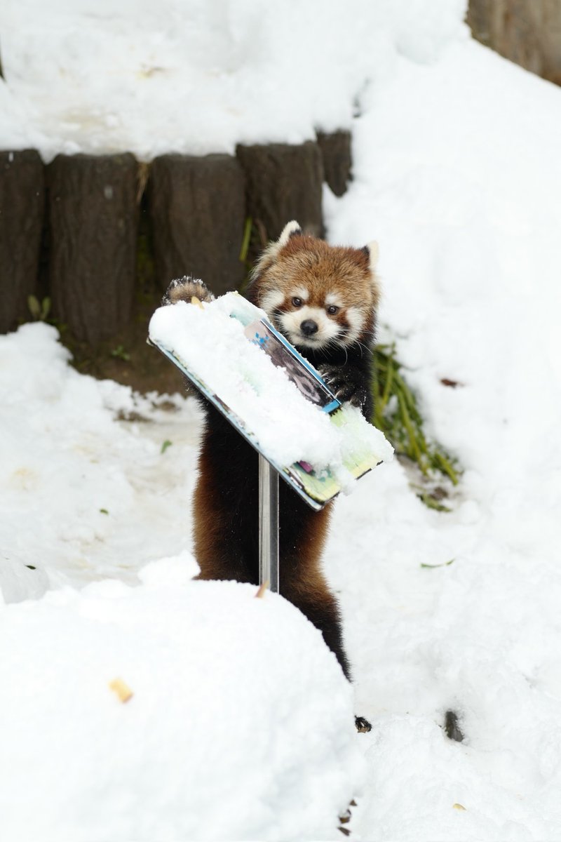 僕のリンゴ🍎 😋 📷️2026.1.25 #モッチー #レッサーパンダ #鯖江市