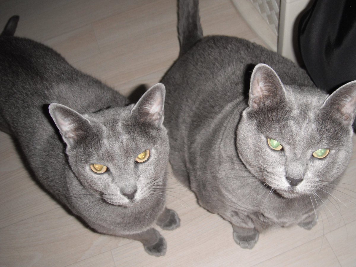 n0nezip's tweet image. 우리 집 고양이 자랑합니다 &amp;lt;키움, 증권&amp;gt;
“증권이 왤케 둔둔해”