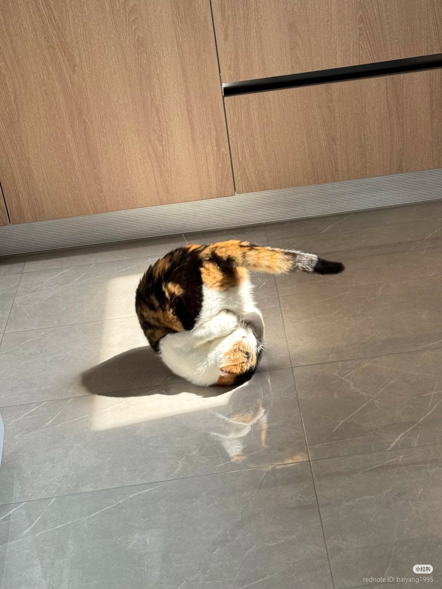 nocontextscats's tweet image. 🏀