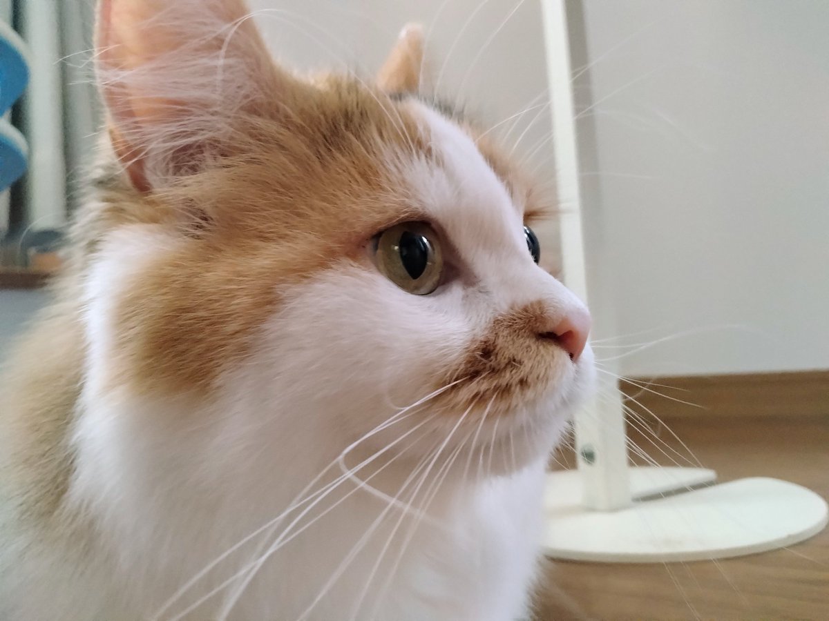 ネコ好きおじさん (@nekomito0729) / Posts / X