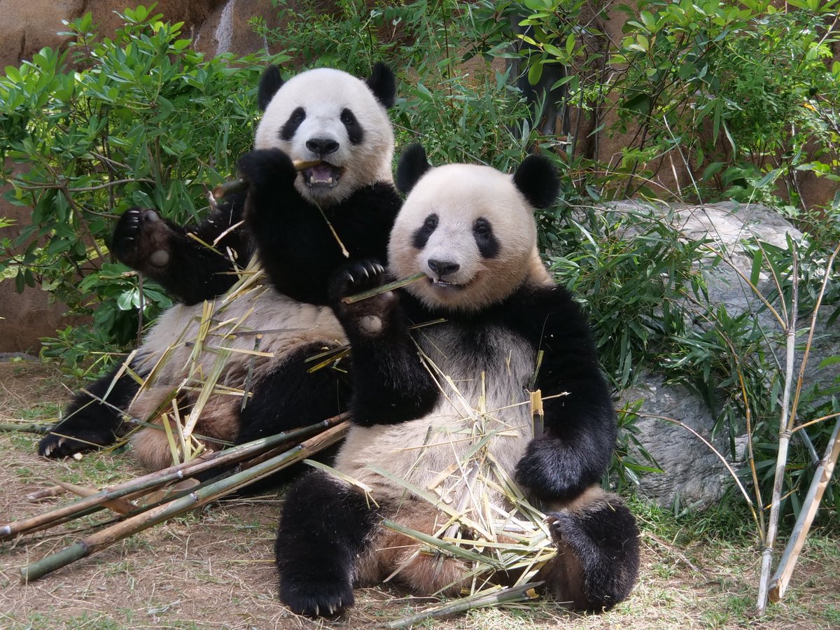シャオくん
レイちゃん
上野に生まれてきてくれてありがとう❤️
中国で美味しいものたくさん食べて大きくなってね
会いに行くよ✈️
#上野動物園
#ジャイアントパンダ
#シャオシャオ
#レイレイ