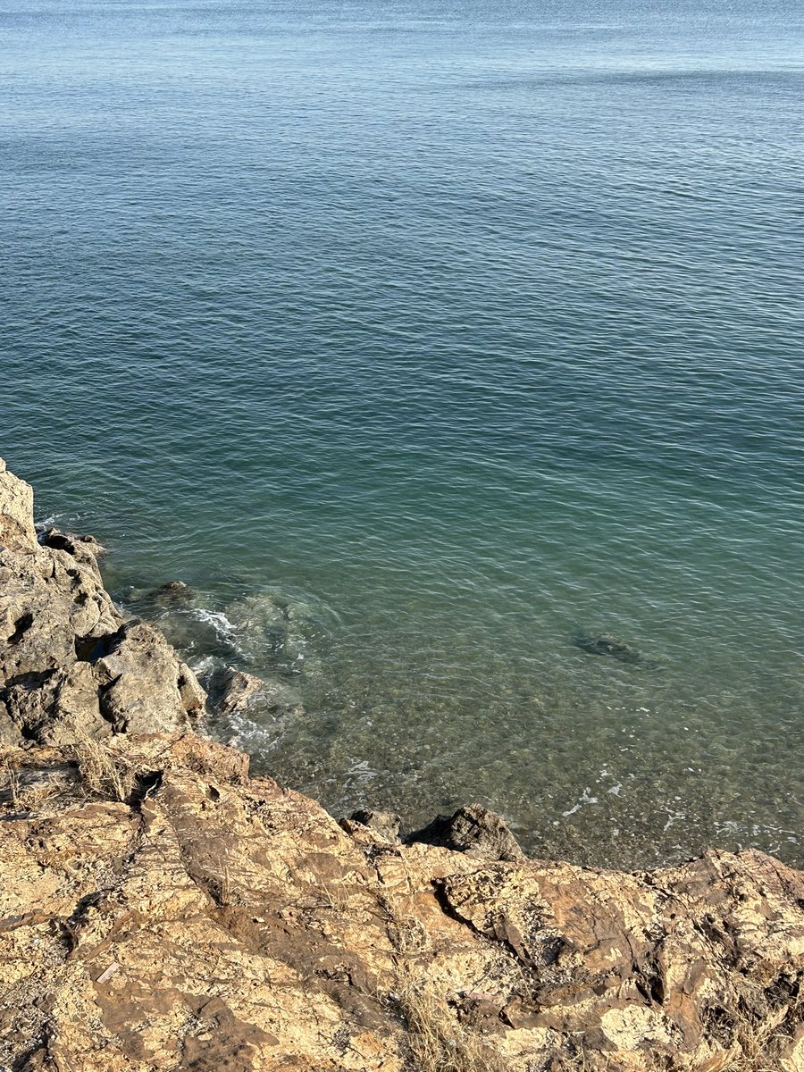 亚寒带金鱼 tweet media