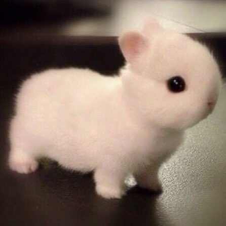 d4cbunny's tweet image. 