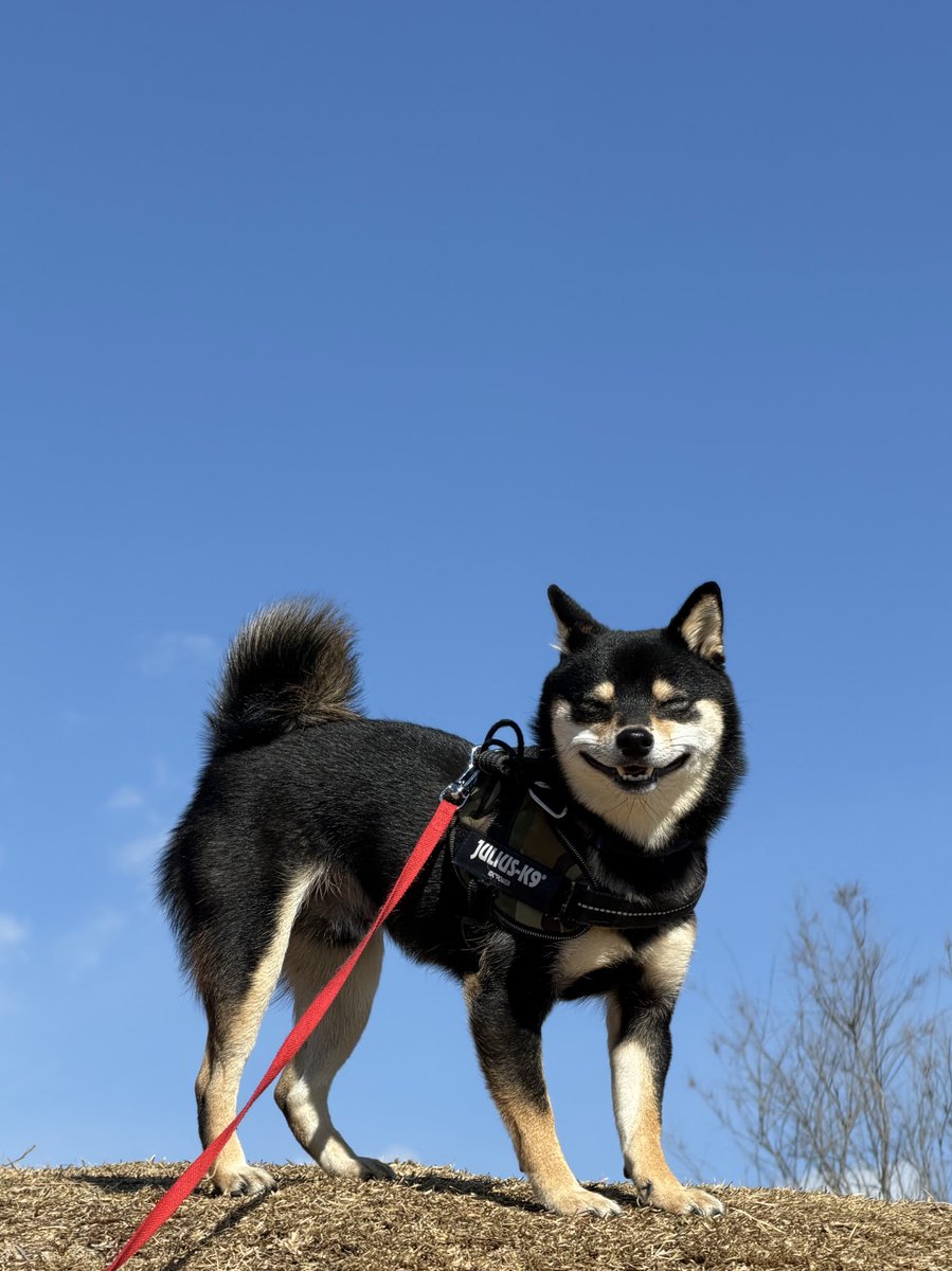 黒豆柴のサスケ (@kuromamesasuke) / Posts / X