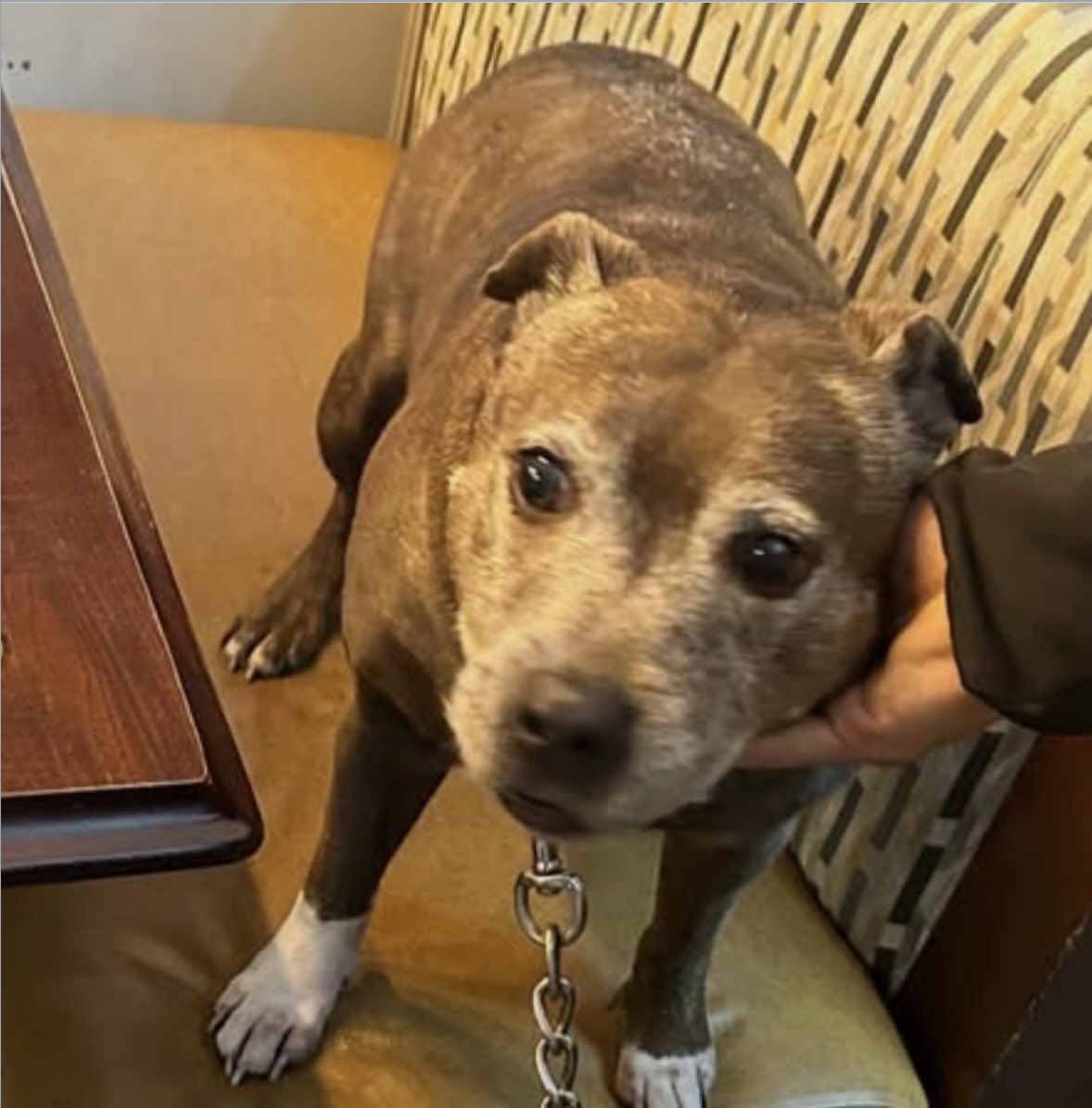 <a href="/NUFC/">Newcastle United</a> ANYONE GOING TO #NUFC MATCH TODAY PLS LOOKOUT FOR THIS DOG #SBT ELDERLY #Stolen from #Homeless man outside of #Peopleskitchen #Newcastle city centre 23/1/26 
He’s 💔 BRUNO is his reason to carry on each day 🆘 THANK YOU 
<a href="/pettheftaware/">Pet Theft Awareness</a> <a href="/Harveysarmy1/">Harvey's Army</a> <a href="/AmandaHolden/">Amanda Holden</a> <a href="/muddypawscrime/">Muddy_paws_crime</a>