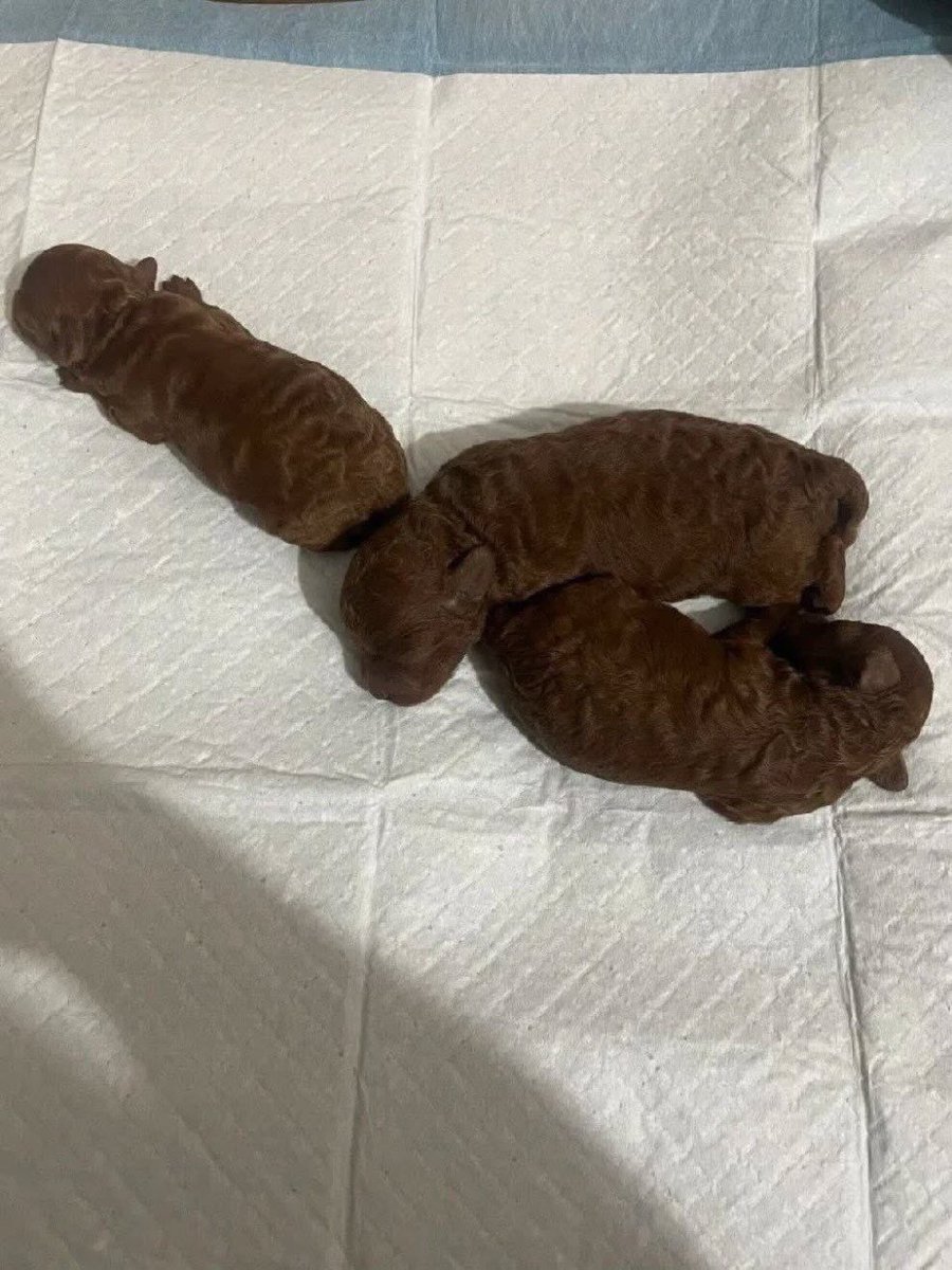 _sq_21's tweet image. look at these cute puppies!