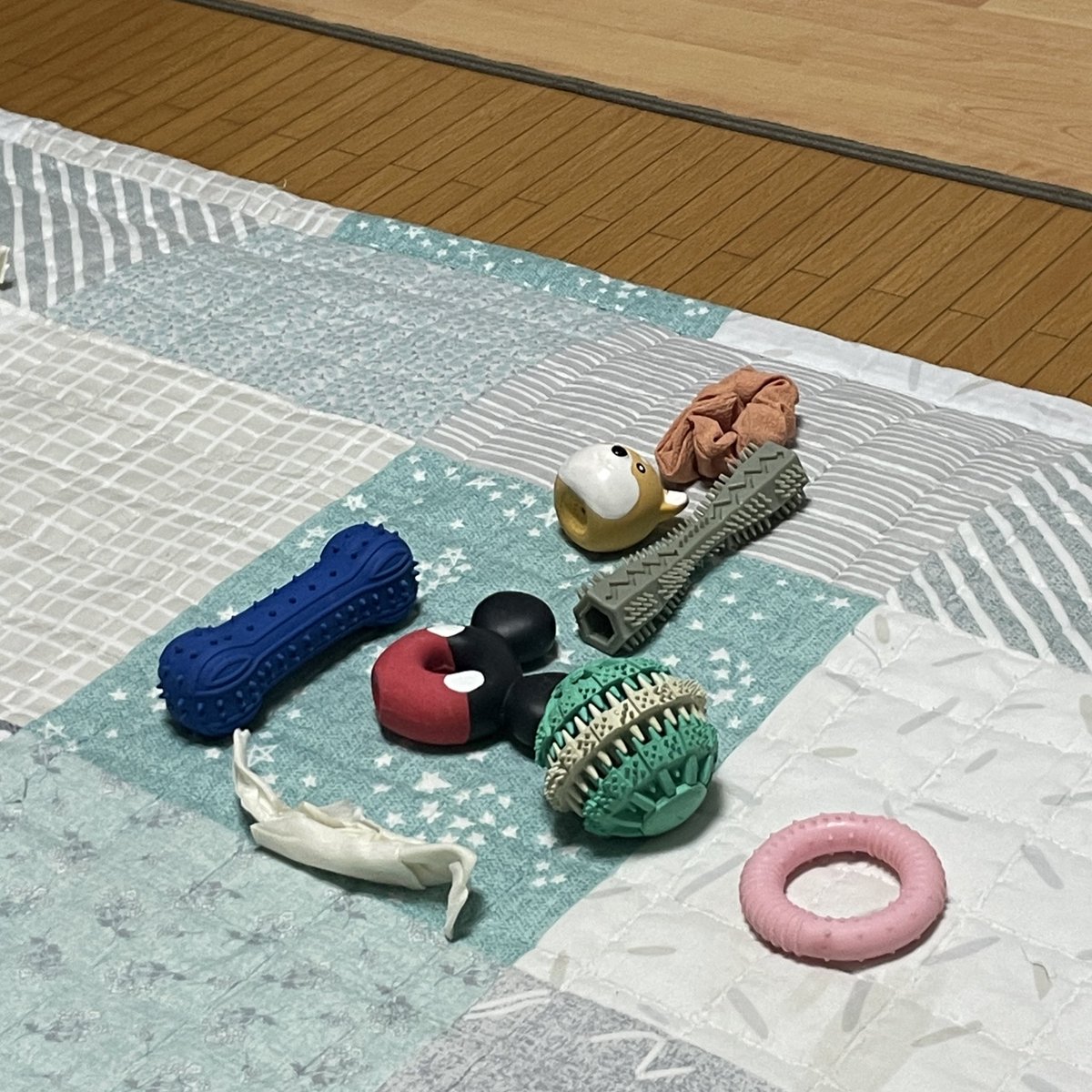 myoing0's tweet image. 우리 강아지가 가지런히 모아놓은 자기 장난감좀 봐 귀여워서 미쳐🥹 애기때부터 남달랐던 진열 능력(?)