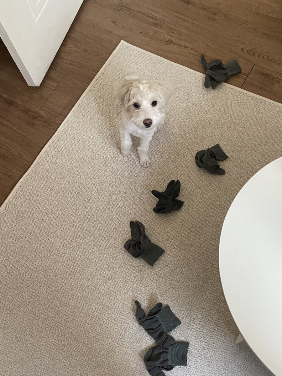 myoing0's tweet image. 우리 강아지가 가지런히 모아놓은 자기 장난감좀 봐 귀여워서 미쳐🥹 애기때부터 남달랐던 진열 능력(?)