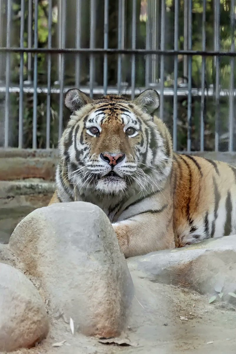 청주동물원의 시베리아호랑이 이호가 20살의 나이로 호랑이별로 떠났다는 소식 ㅠ
이상한 동물원에서 본 게 저번주였는데 ㅠ