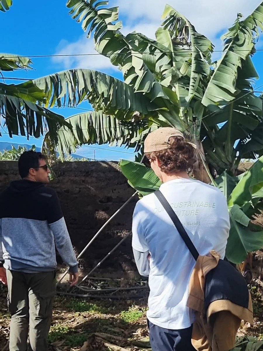 Last Friday we explored a bananaECOplantation in Tenerife 🍌
Learning how sustainable farming supports nature and local communities 🌍
Small choices make a big difference.
#CanaryGreenCommunity #EcoFarming #SustainableTourism #Tenerife #GreenFuture