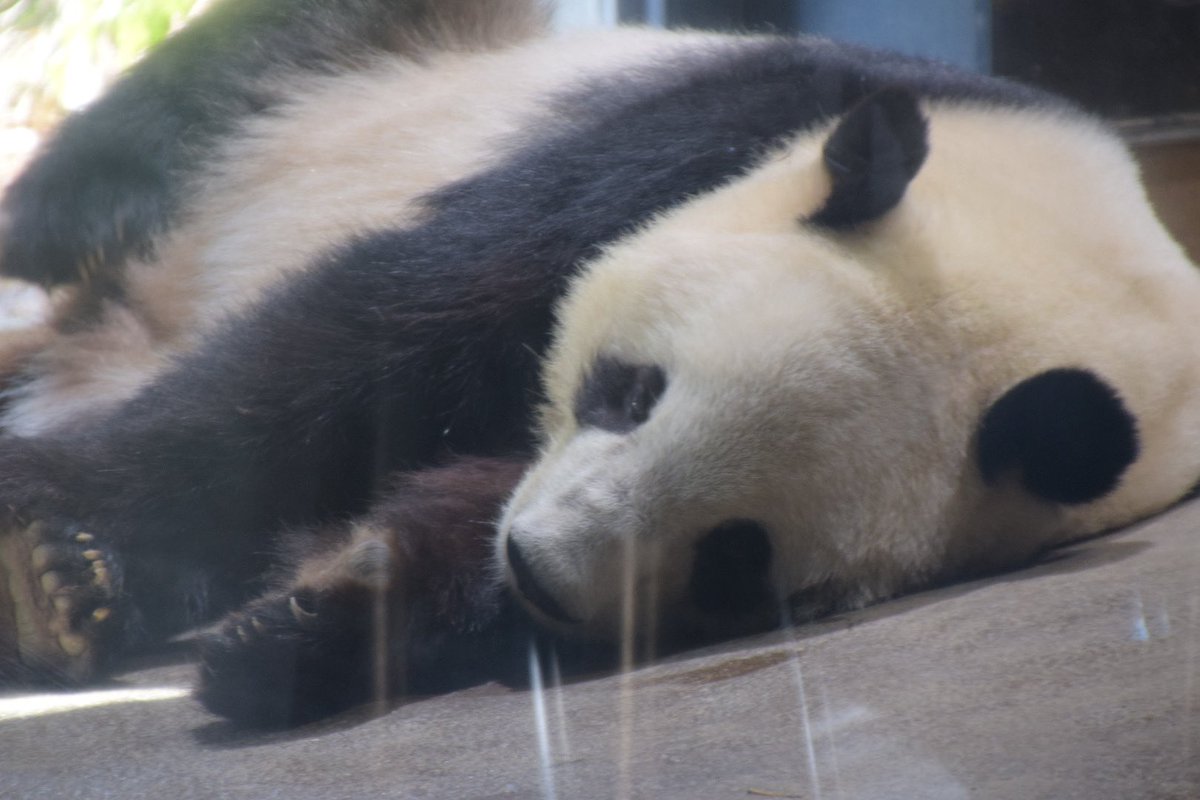 もっつぃ🌳 (@mochisw) / Posts / X