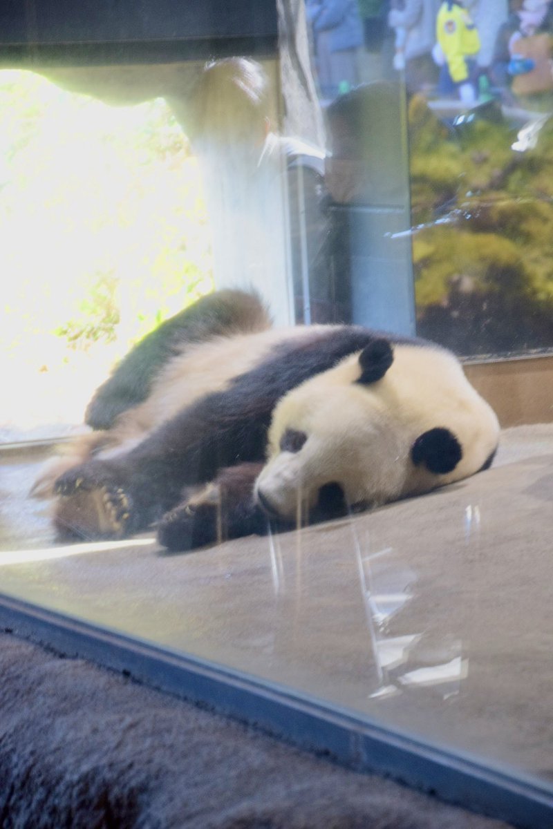 もっつぃ🌳 (@mochisw) / Posts / X