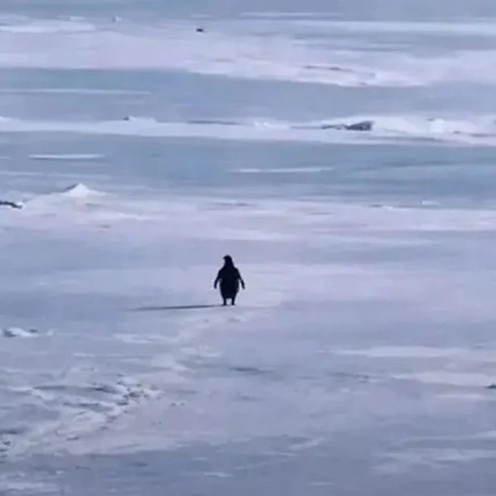 sunnibozkurt's tweet image. Zamanında filmini yapmışlardı bu penguenin 
Into The Wild