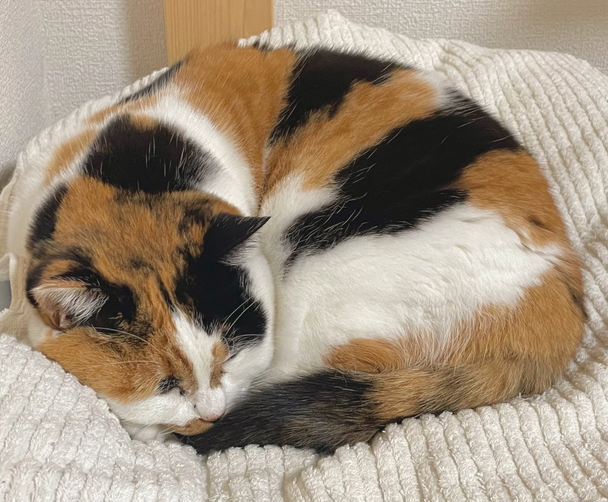 にゃんころもち (@sakura_nyancolo) / Posts / X