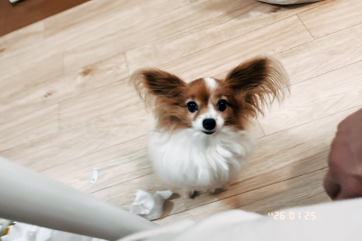 しふぉん tweet media