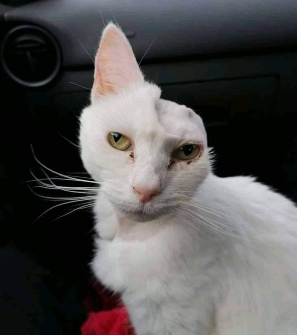 MiniAnimales's tweet image. Fotografía de un gato que venció al Cáncer.