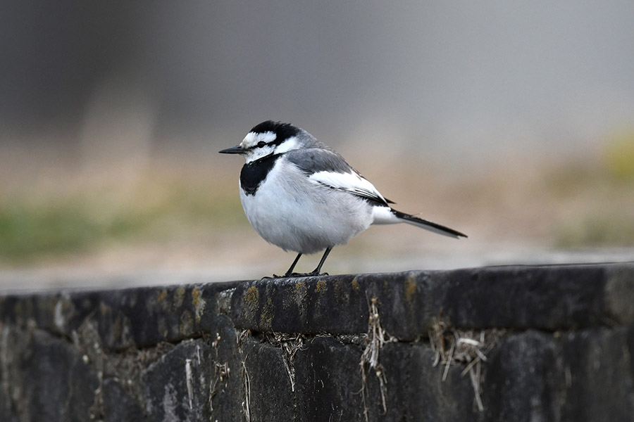 1/25の鳥撮り。ハクセキレイ。