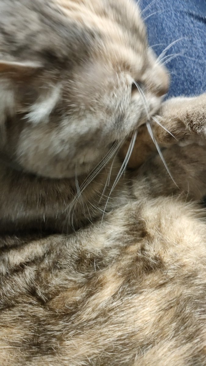 ＊7月31日朝8時迄EXTREME今限定超レアマイメロディキャシーまとめ売り＊ 7月31日朝8時迄EXTREME今限定超レアマイメロディキャシーまとめ売り