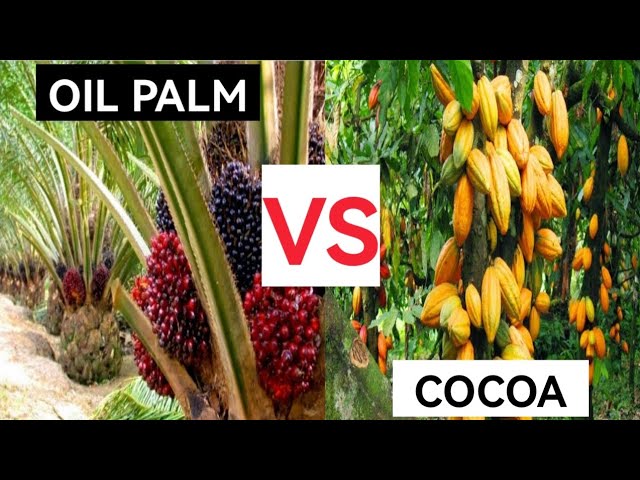 Nig_Farmer's tweet photo. Is Cocoa plantation greater than Palm tree plantation?

My personal opinion 

I will choose Palm anytime, any day and all day and twice on a Sunday like this 😁

For Cocoa, you only grow and sell, your beans price is determined by external factors, retailers would price you down and you can't say no to market forces. You can't even hoard your beans as they're priced based on weight. As your beans loses water content so is your money. You're at the mercy of upstream value chain.

For Palm, you're in charge of your value chain, your process, you can edge your oil against market price, you determine when and who you sell to. You can become the cultivator, the processor, the marketer even exporter. 

As a 21st century farmer, one way you can ensure profitability is when you can play crucial economic role in the value chain of your produce.

Production has minimal gain, if you can't manage the value chain of your produce you'll not reap the most benefit from it.

If you say but we have a Cocoa house but no palm house... Remember we have 2 palm plantation companies on the Nigeria stock exchange, only one Cocoa processing company.

Anyways it's a personal opinion.

Happy Sunday 
Lanre NaijaFarmer