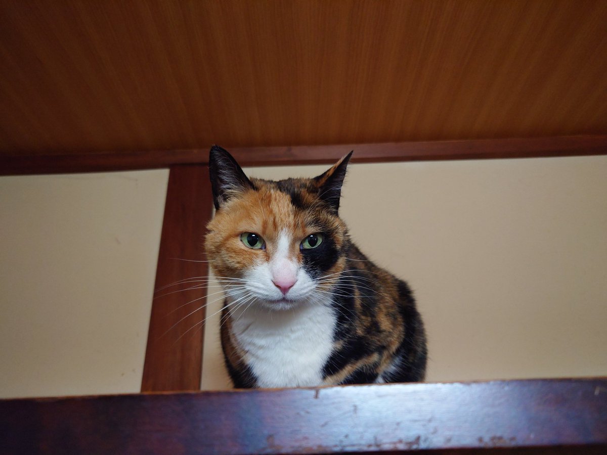 riverpool85's tweet image. 暖気を求めタンスの上に陣取ったものの、眠くなってほんのり不機嫌なネコさん