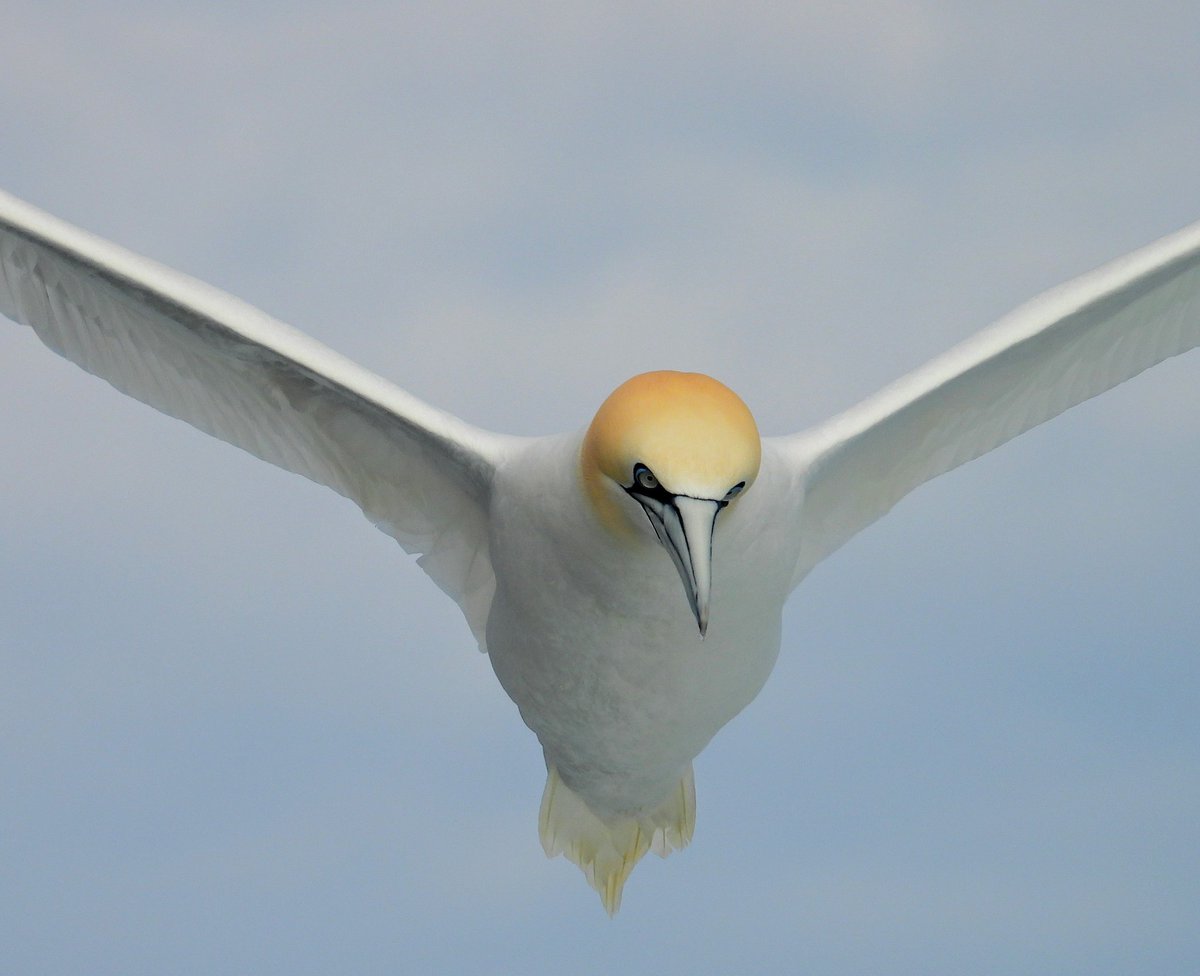 Adrian Brockless tweet media