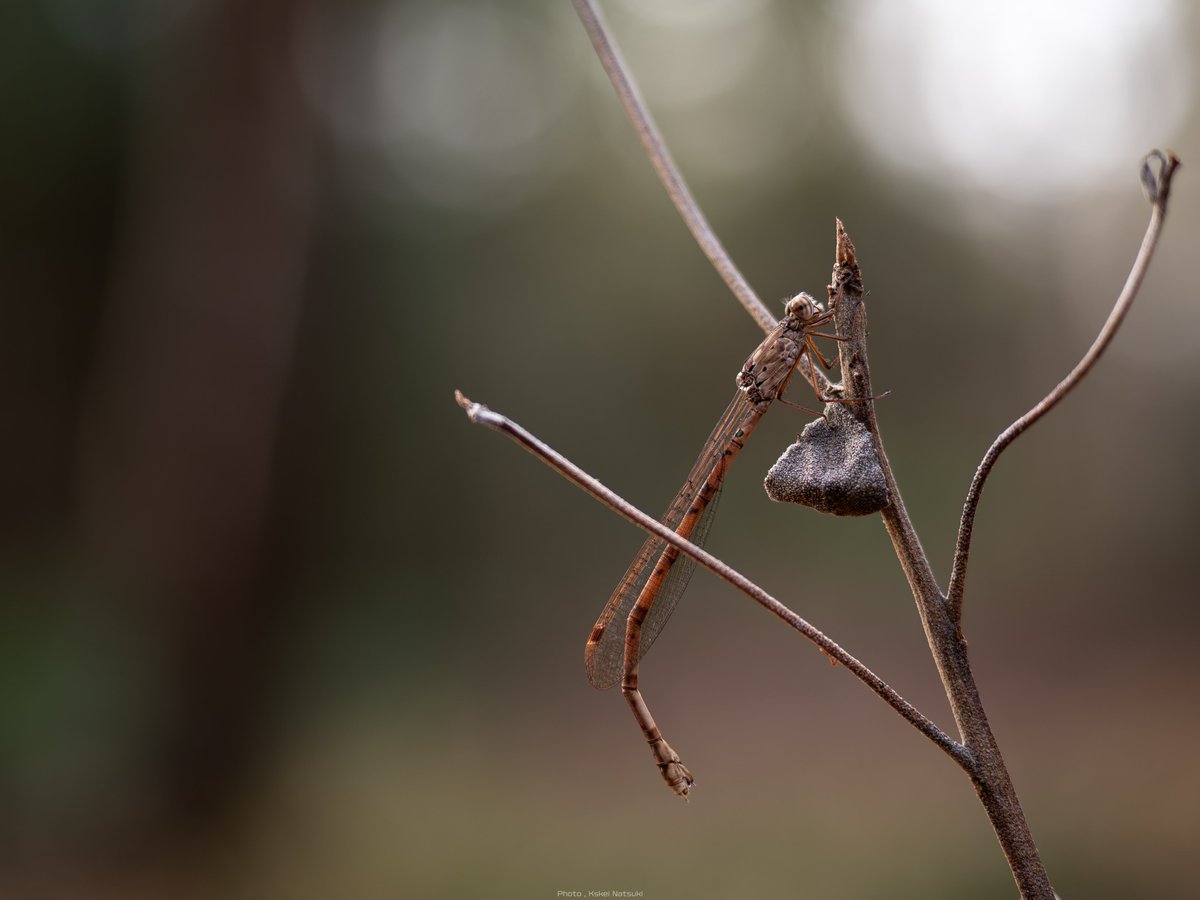 FLUORITE PHOTO tweet media