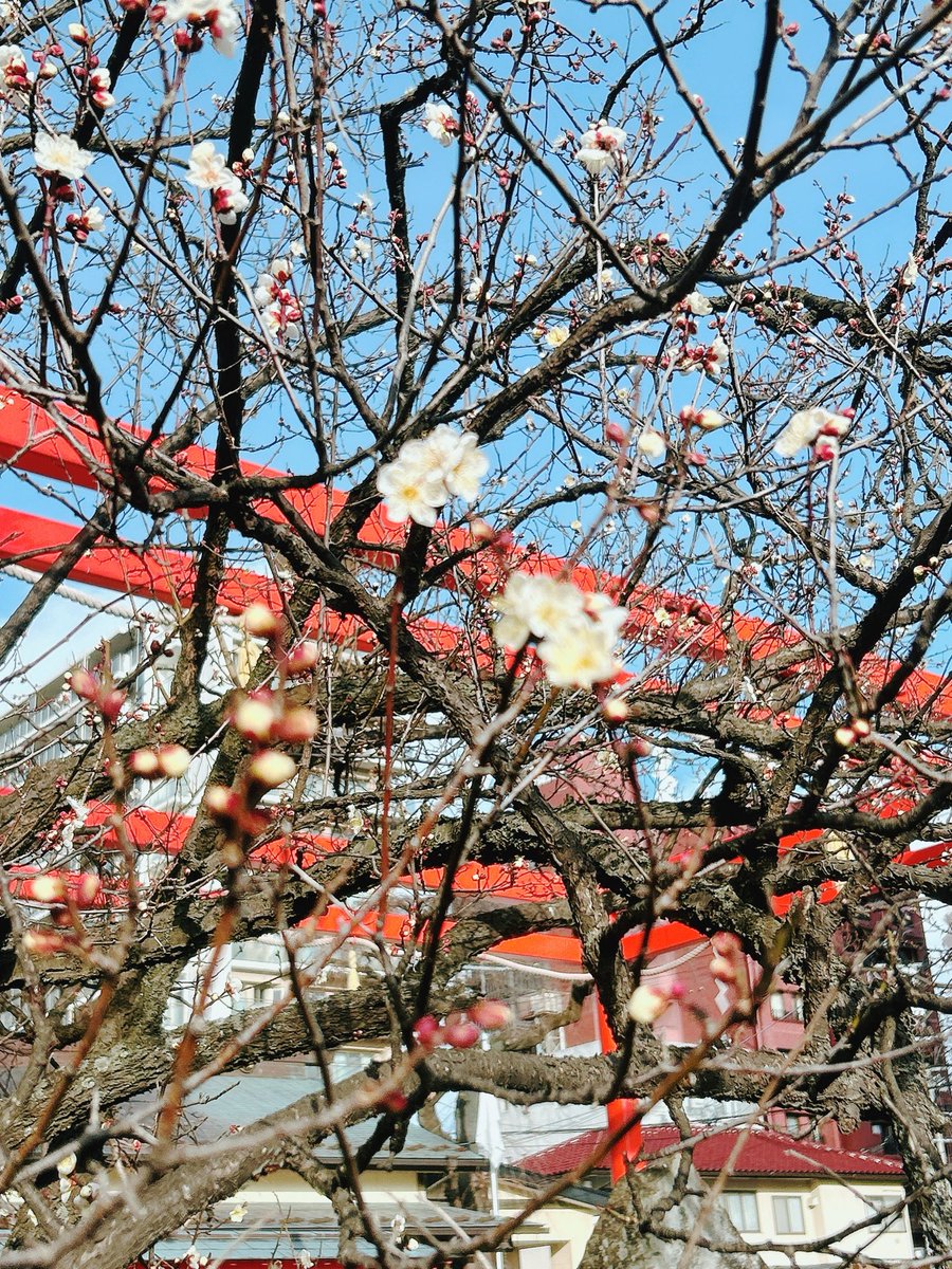 昨日、今日と寒かったですね❄️
昨日は『いとしのエリー』と『SWEET MEMORIES』の練習をしました。
寒い中、榴ヶ岡天満宮では梅の花が咲いていました🌸
#女声合唱
#仙台女声合唱
#榴ヶ岡天満宮