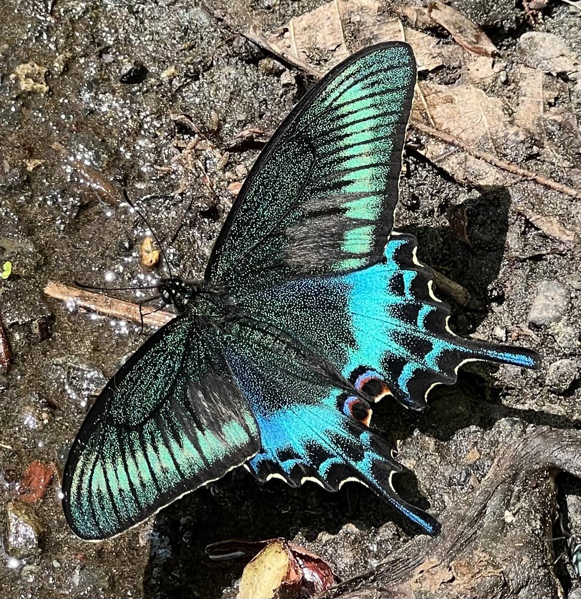 ミヤマカラスアゲハの吸水❤️
