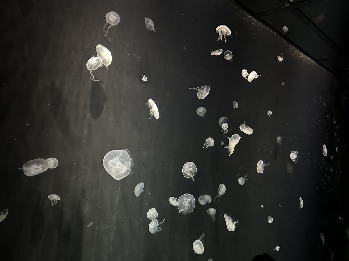 海遊館楽しかったからまた来よ♪( ◜ω◝و(و "