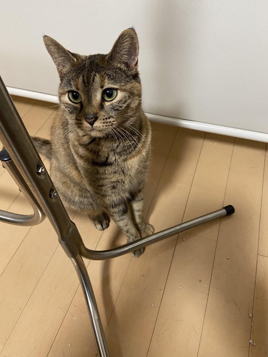 yoppapa（酔っパパ） tweet media