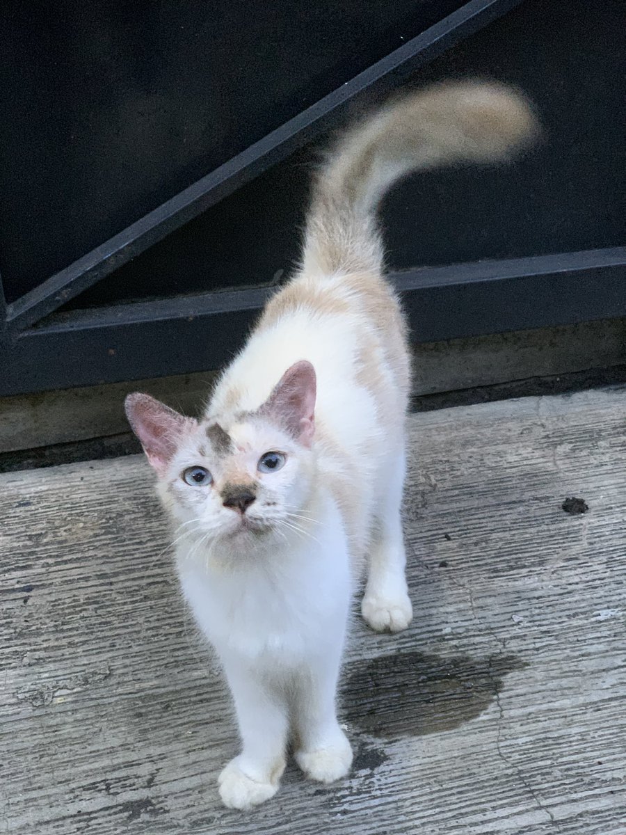 faradhinaaf's tweet photo. 😾 https://t.co/vNLJtYGBtP