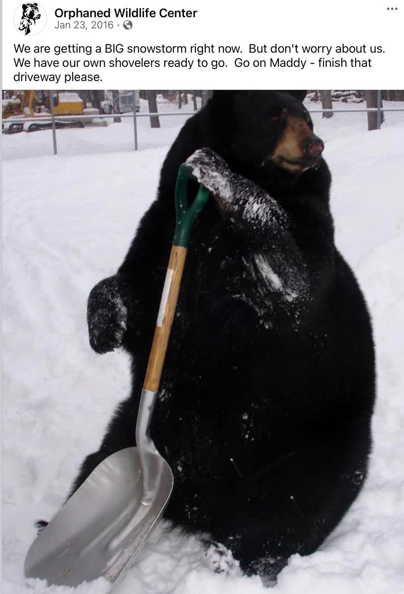 No, this wasn’t AI, this was Maddy..yes she picked up the shovel and appeared to want to help out! LOL. Could use her help about now quite frankly!