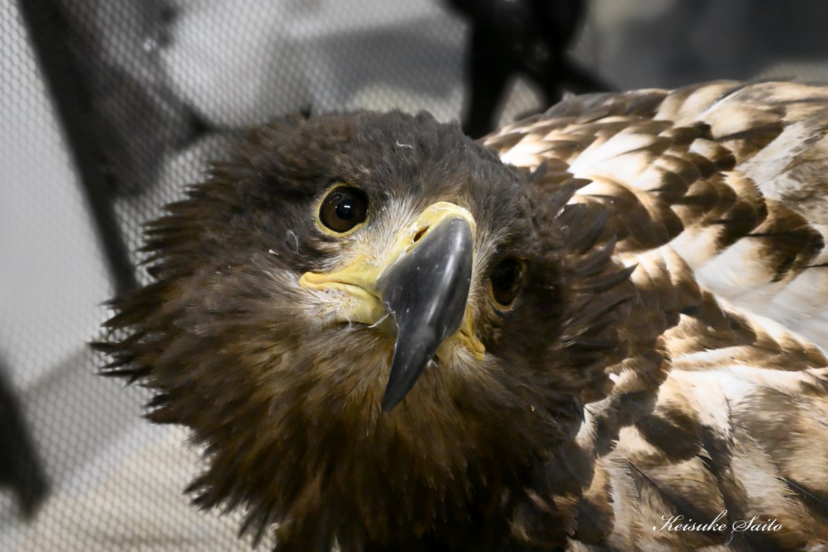 猛禽類医学研究所　齊藤慶輔 tweet media