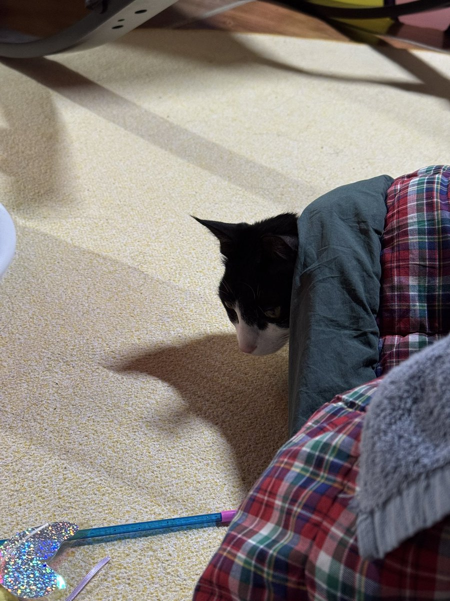 코타츠에서 고개만 내민 고양이