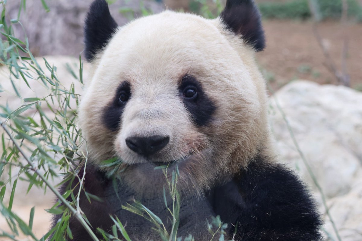 今日は会えないけど「元気でね」を伝えに上野動物園へ🐼
パン活は一旦終了・・・しません！
会いに行くからね🐼💕🥹

#暁にひらく未来への蕾　#ありがとう
#シャオシャオ　#レイレイ
#上野動物園　#パンダのもり