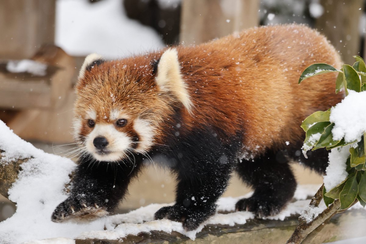 あんここ tweet media