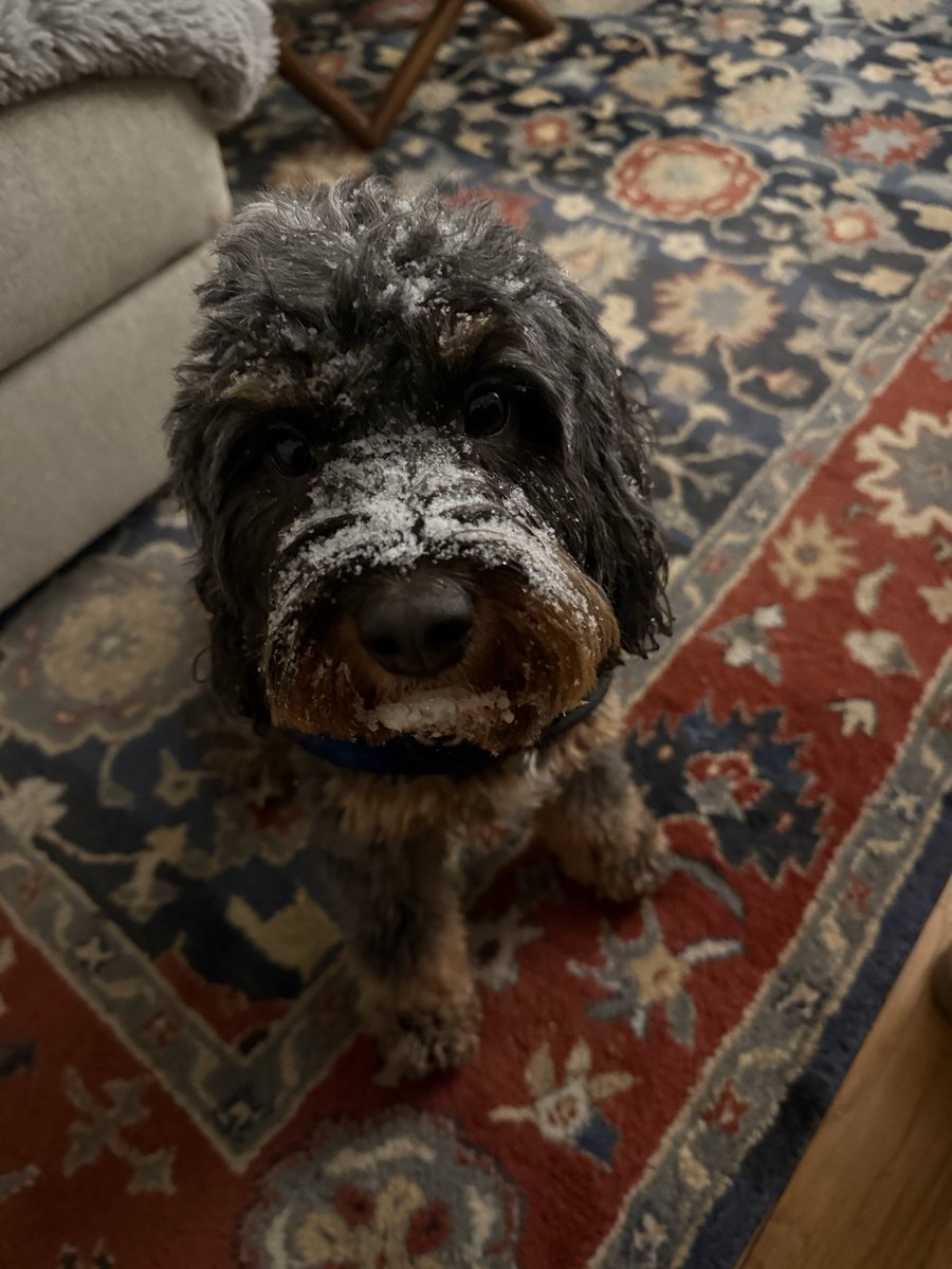 LLedwin's tweet photo. @nbcwashington @ChuckBell4 @capitalweather  Colby not so sure about this snow… #firstsnow #puppy (may use photo) https://t.co/XjlkGmq0hs