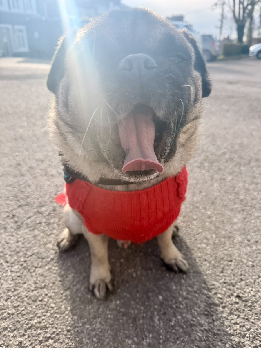 PampaPoulpe's tweet photo. Jโen connais un qui va passer la journรฉe ร dormir. ๐คซ๐พ #pug #happywalk https://t.co/5Ejbr3dmSj
