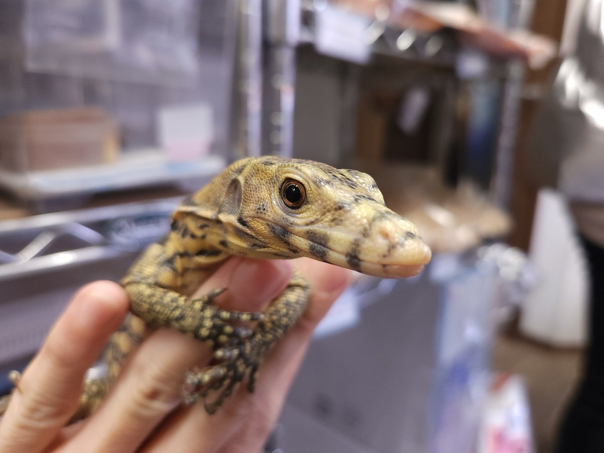 ぎゅい/爬虫類専門店ＥＳＰスタッフ tweet media