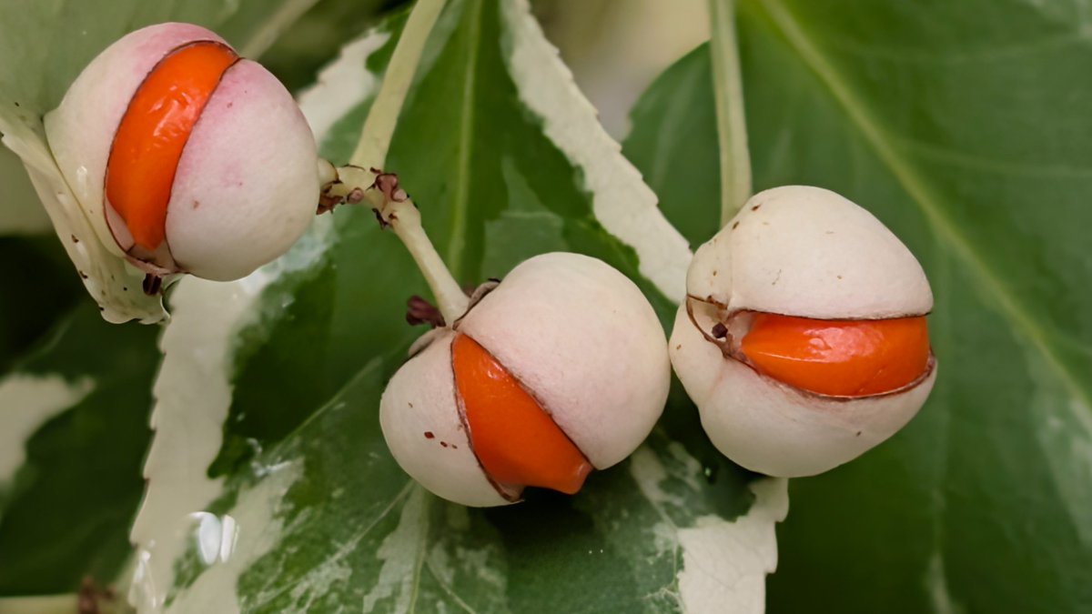 #AlphabetChallenge
#WeekCforCloseUp

Smiling seeds on Sunday